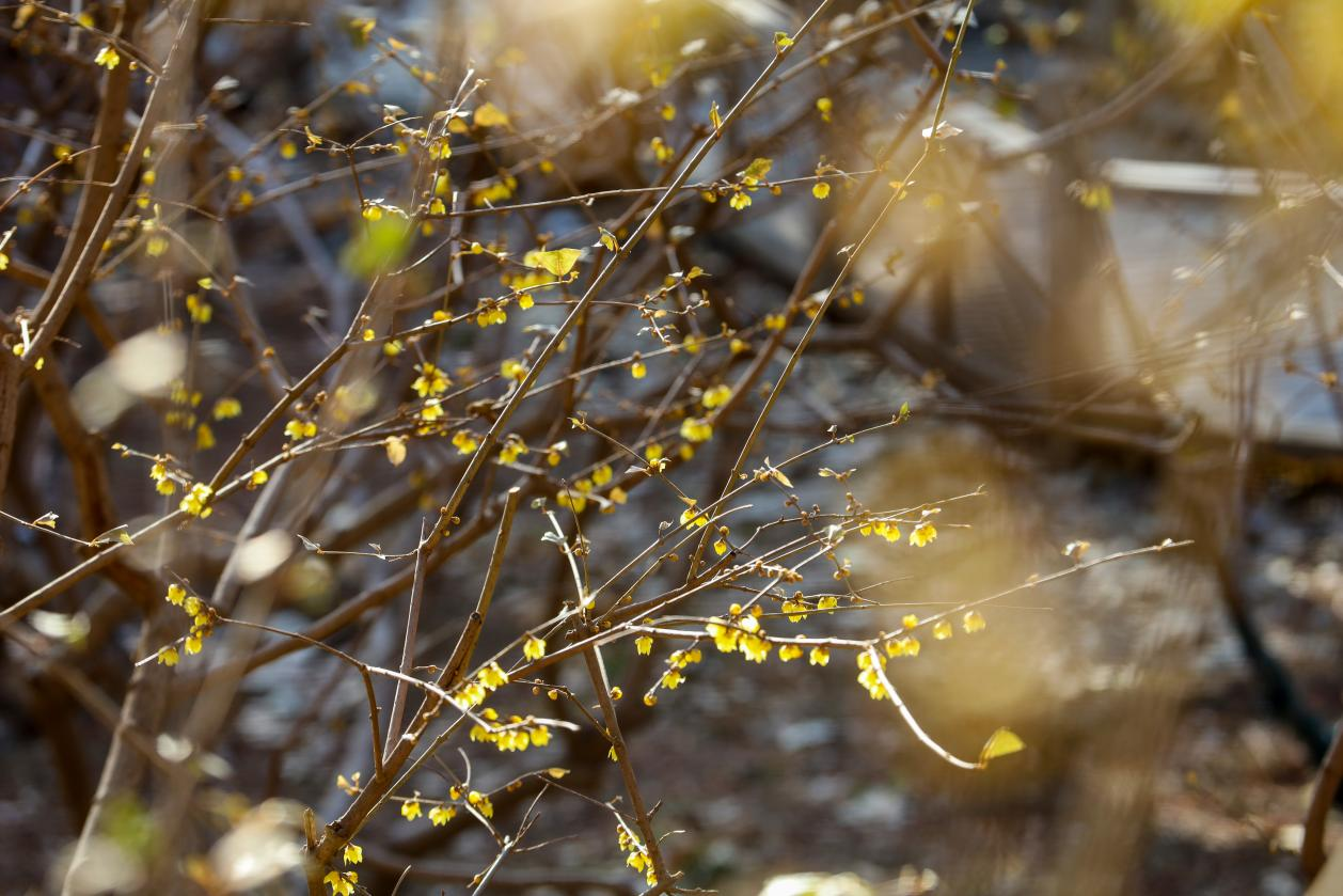 蠟梅花開,，春更濃,。香山公園/供圖