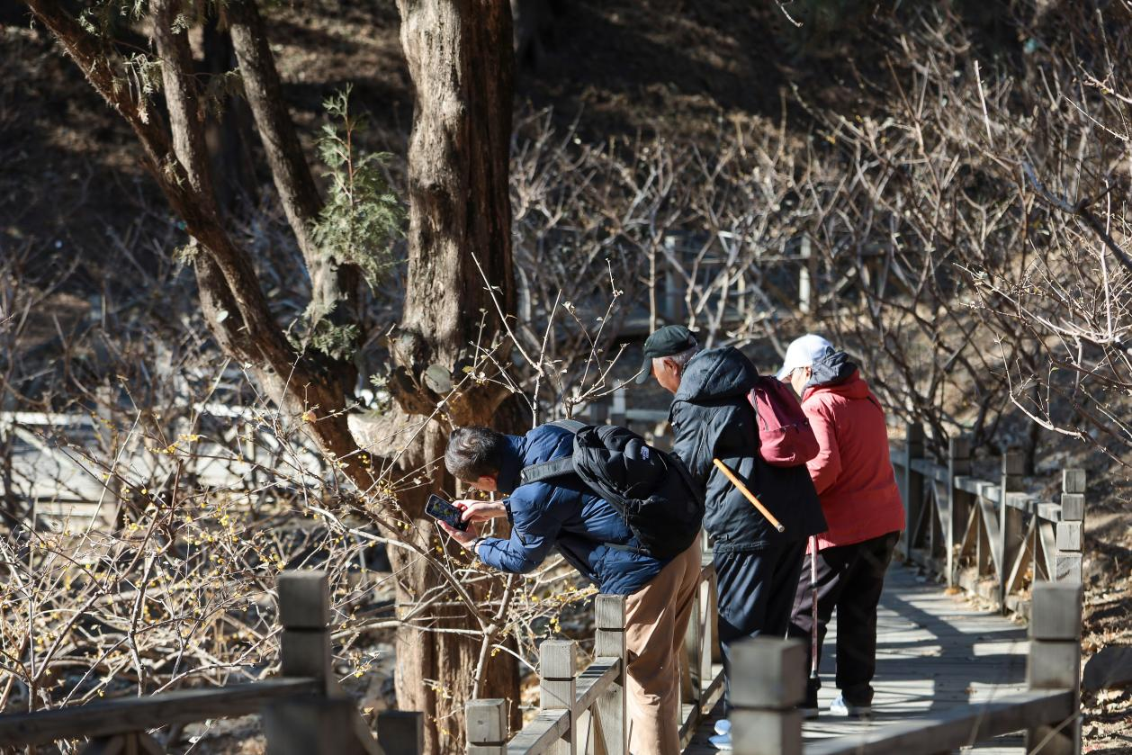 不少游客尋香而來,，捕捉春的足跡,。香山公園/供圖