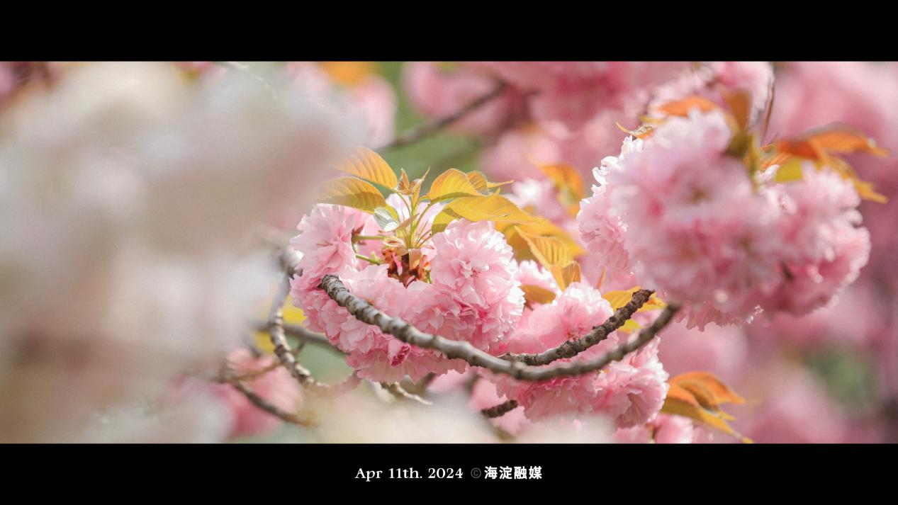 繁花似錦，滿樹爛漫,。羅雨涵/攝