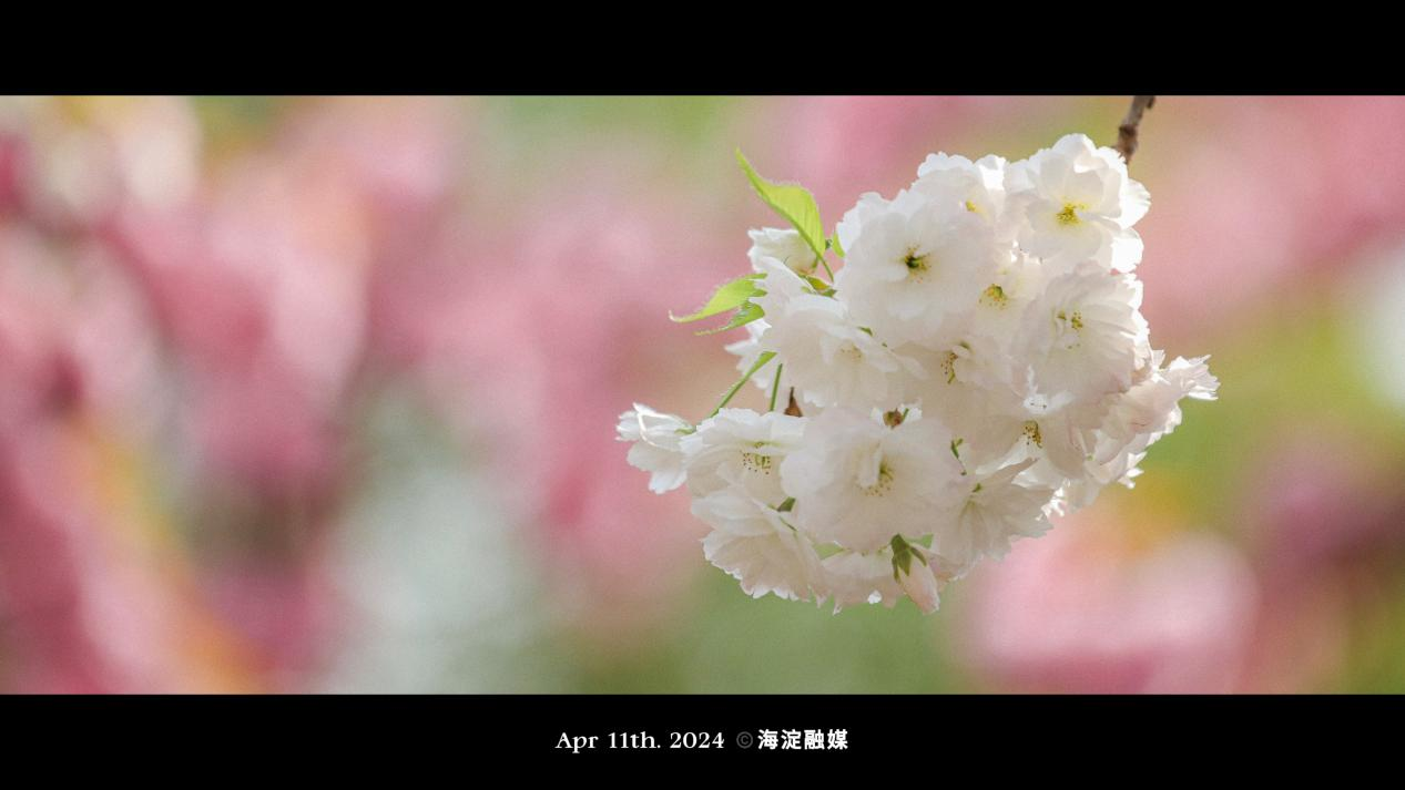 花朵層層疊疊綴滿枝頭。羅雨涵/攝