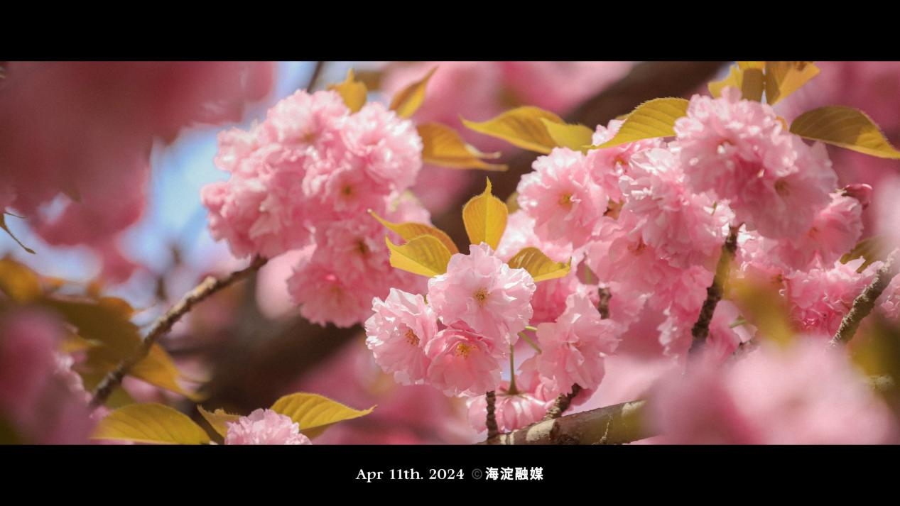 花開枝頭,，形成一片絢爛的花海。羅雨涵/攝